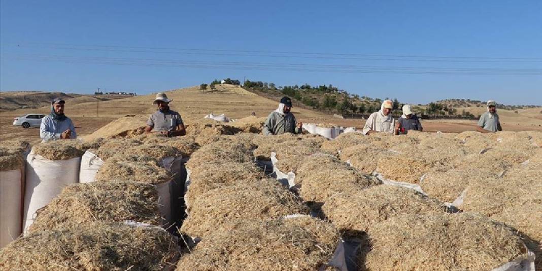 Sıcak hava ve toz en büyük düşmanları! Eski yöntemlerle ekmek mücadelesi: Günlük kazanç 3.500 TL’yi buluyor 3